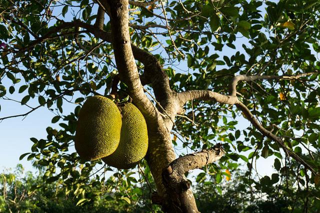 菠萝蜜种植技术与日常管理要点